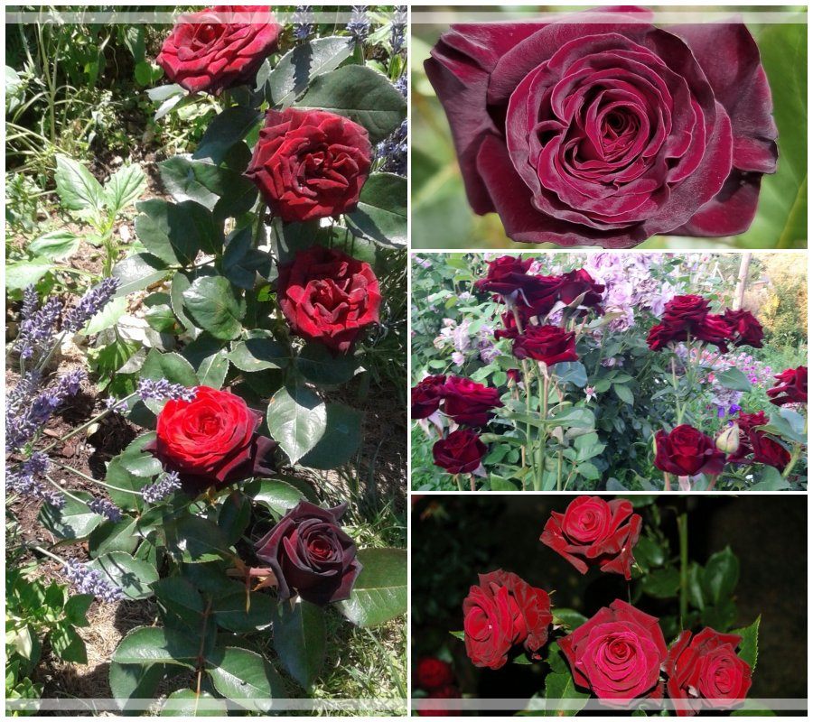 Black Baccara róża wielkokwiatowa